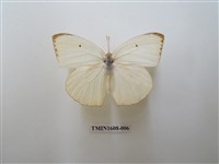 藏品(細波遷粉蝶)的圖片